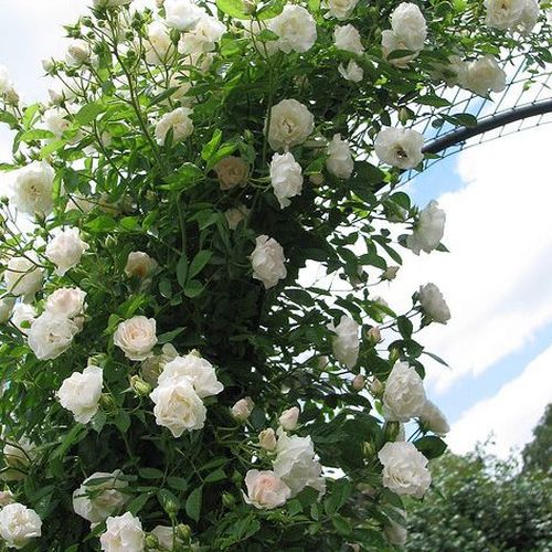 Biały, środek powleczony kolorem różowym - Róże pienne - z kwiatami hybrydowo herbacianymi - korona zwisająca